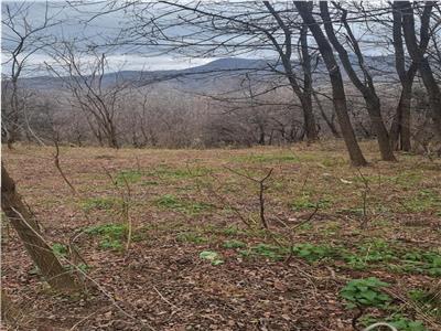 teren 3377mp, Vladesti